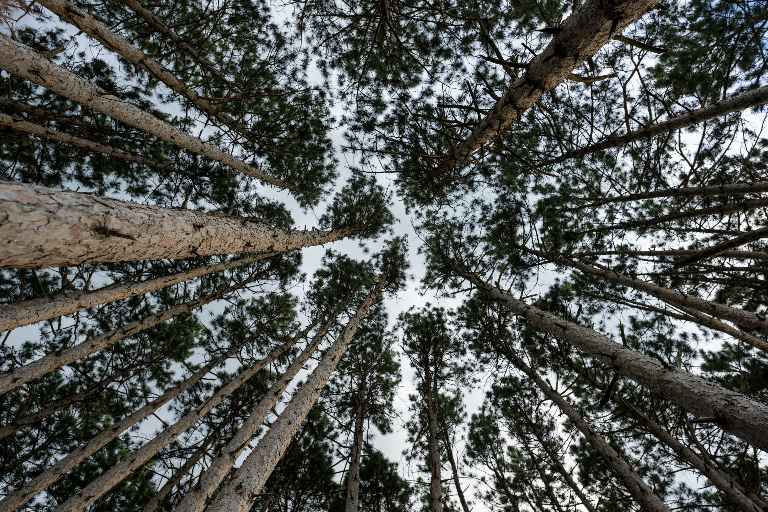 Araucaria bidwillii arbre géant culture