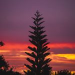 A dramatic silhouetted pine tree stands against a beautiful sunset sky with vibrant colors. Un spectaculaire sapin silhouetté se dresse contre un magnifique ciel de coucher de soleil aux couleurs vibrantes.