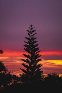 A dramatic silhouetted pine tree stands against a beautiful sunset sky with vibrant colors. Un spectaculaire sapin silhouetté se dresse contre un magnifique ciel de coucher de soleil aux couleurs vibrantes.