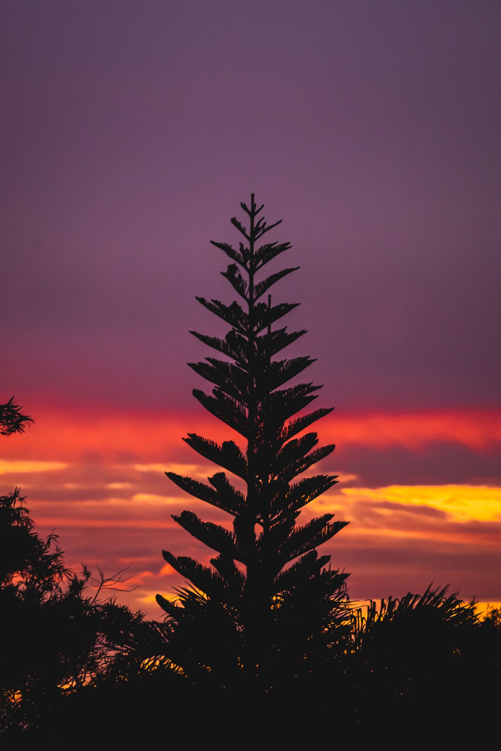Araucaria bidwillii arbre géant