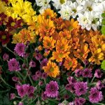 Close-up of a colorful chrysanthemum bouquet featuring red, yellow, orange, and white flowers. Gros plan d'un bouquet de chrysanthèmes colorés présentant des fleurs rouges, jaunes, orange et blanches.