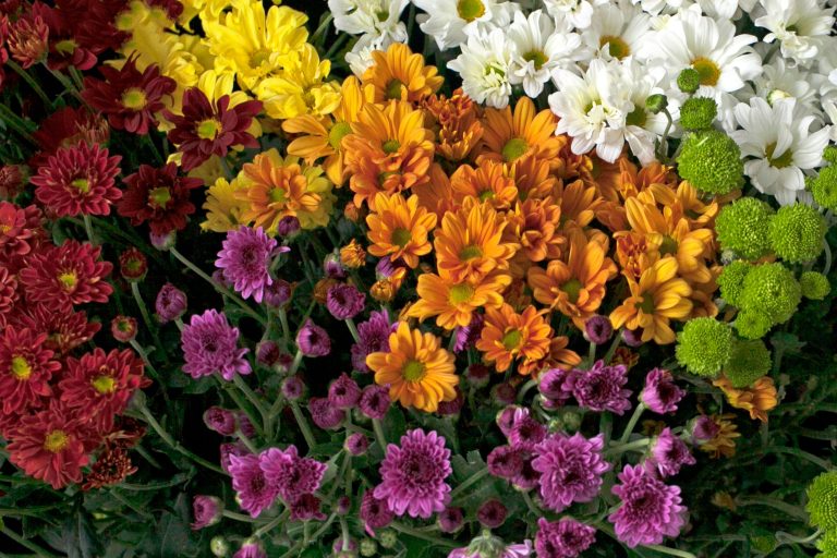 Close-up of a colorful chrysanthemum bouquet featuring red, yellow, orange, and white flowers. Gros plan d'un bouquet de chrysanthèmes colorés présentant des fleurs rouges, jaunes, orange et blanches.