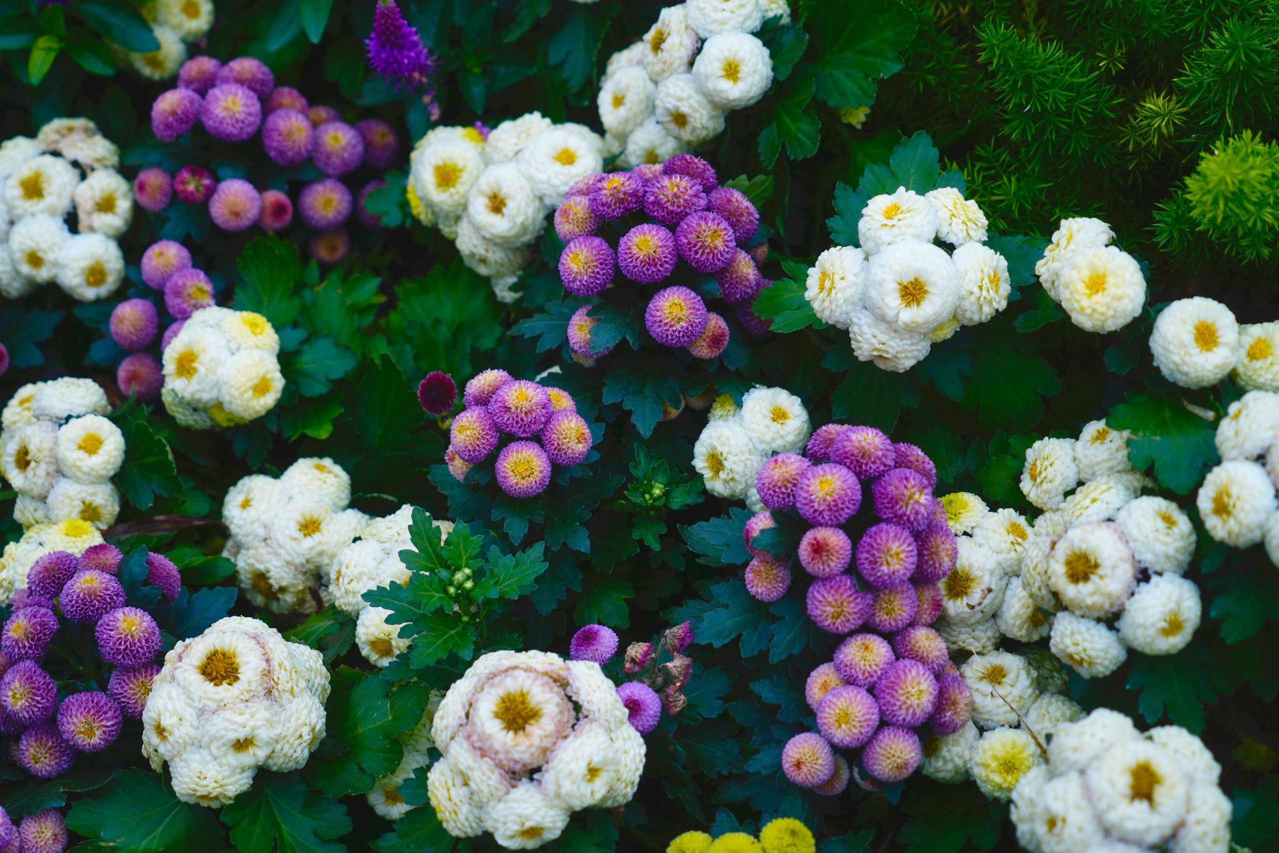 Chrysanthèmes résistants au froid