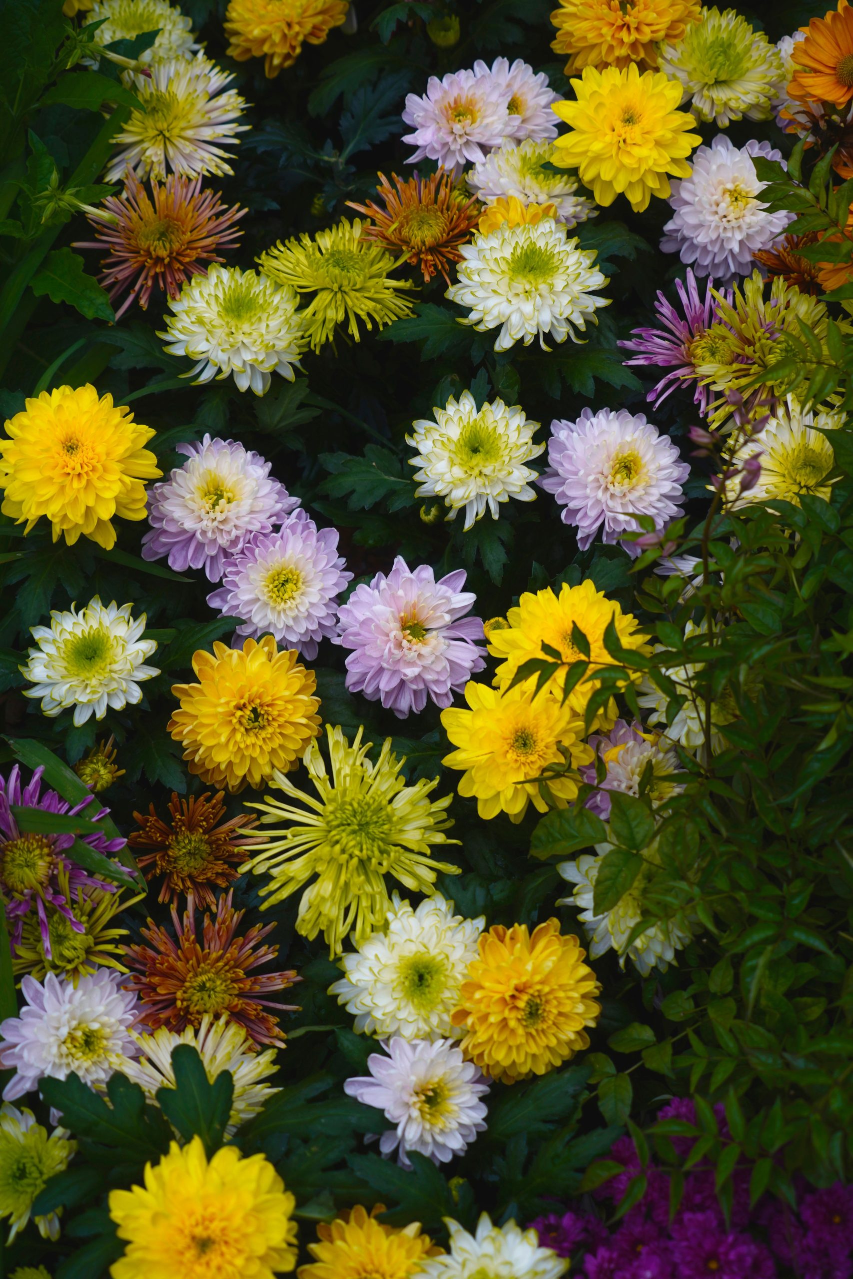 Chrysanthèmes robustes pour l'hivernage