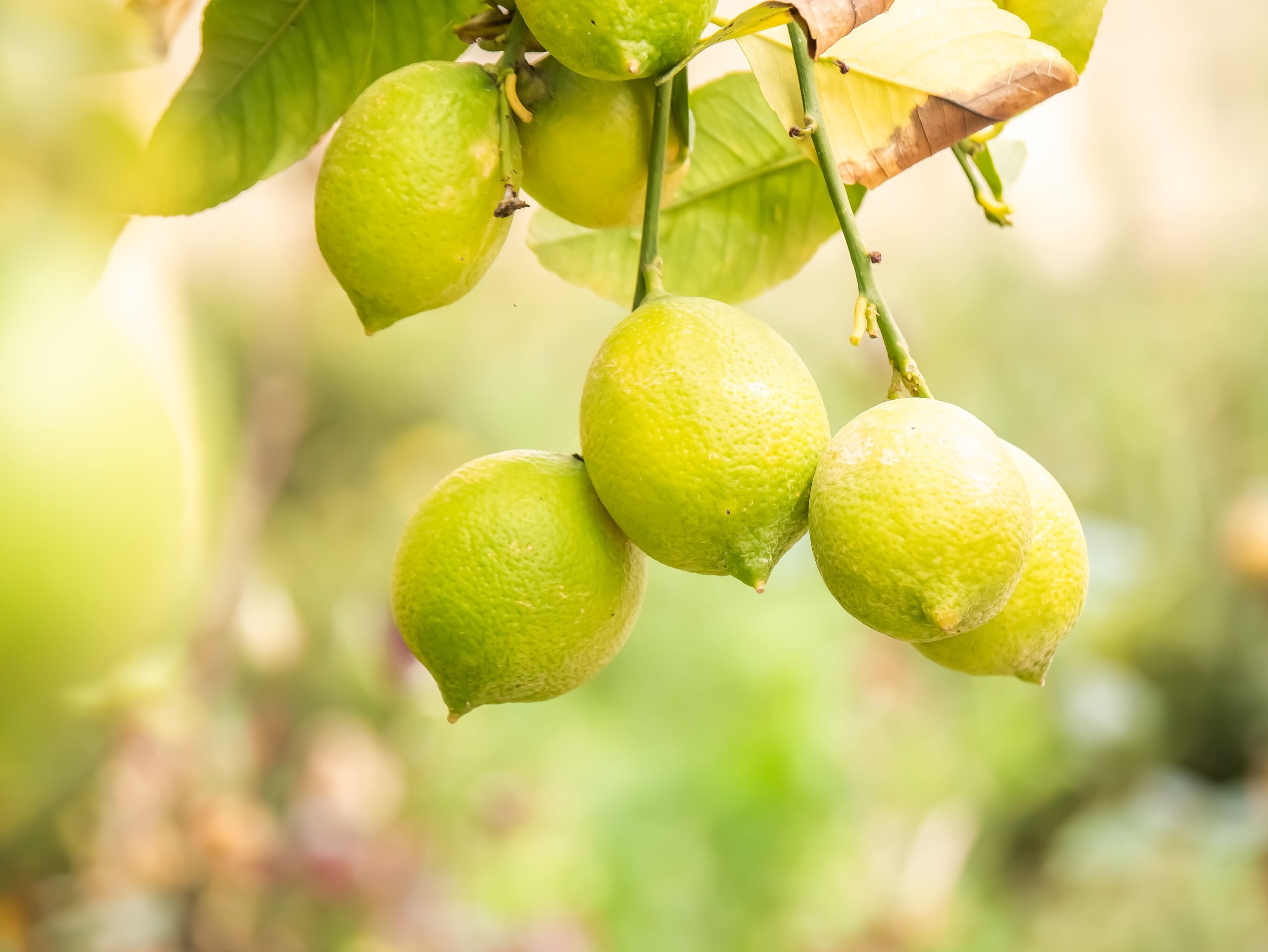 Durée de croissance du citronnier