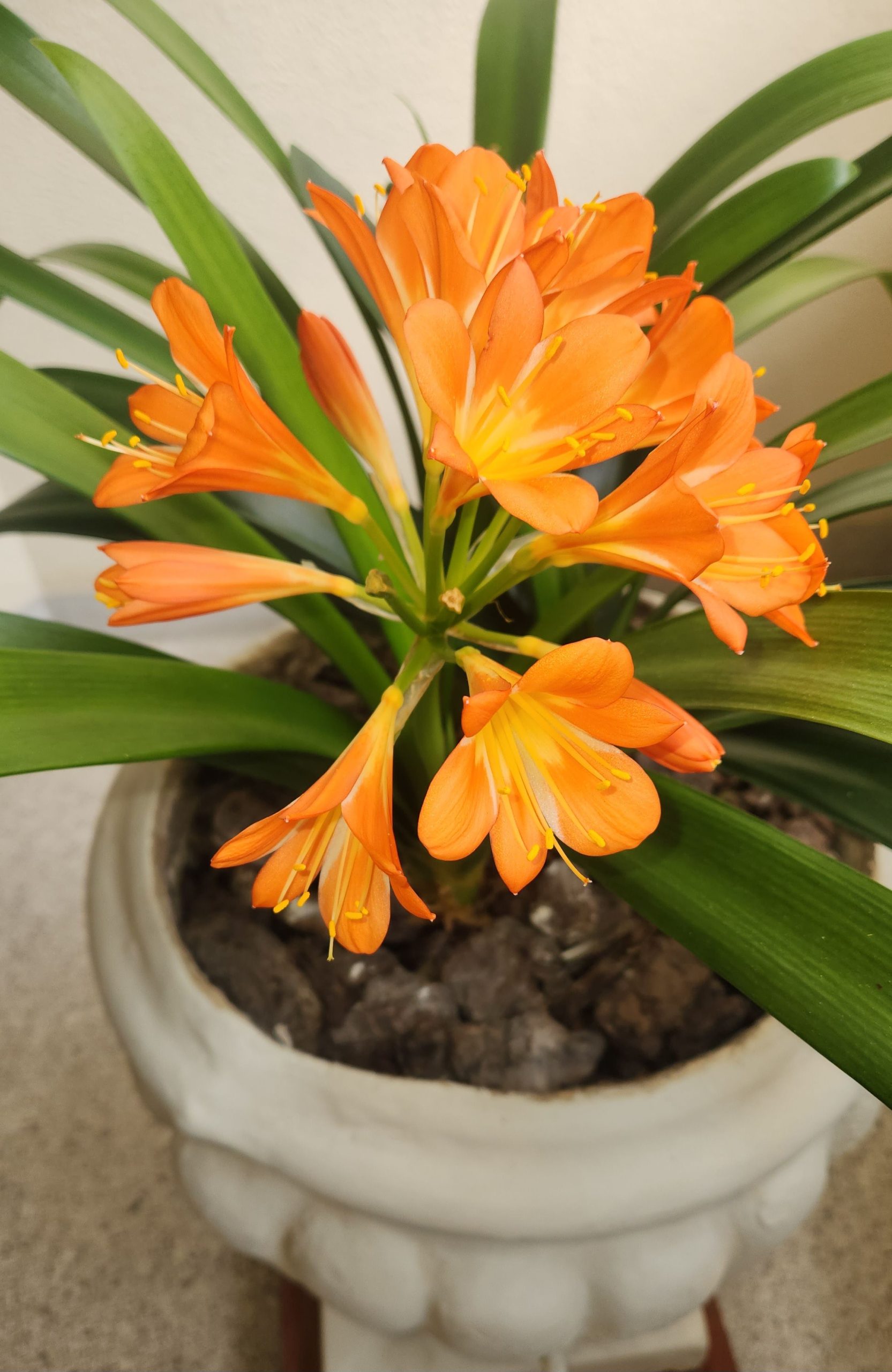Clivia entretien complet maison