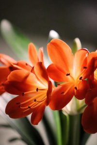 A close-up of vivid Clivia miniata blossoms showcasing delicate petals and rich colors. Gros plan sur des fleurs éclatantes de Clivia miniata mettant en évidence des pétales délicats et des couleurs riches.