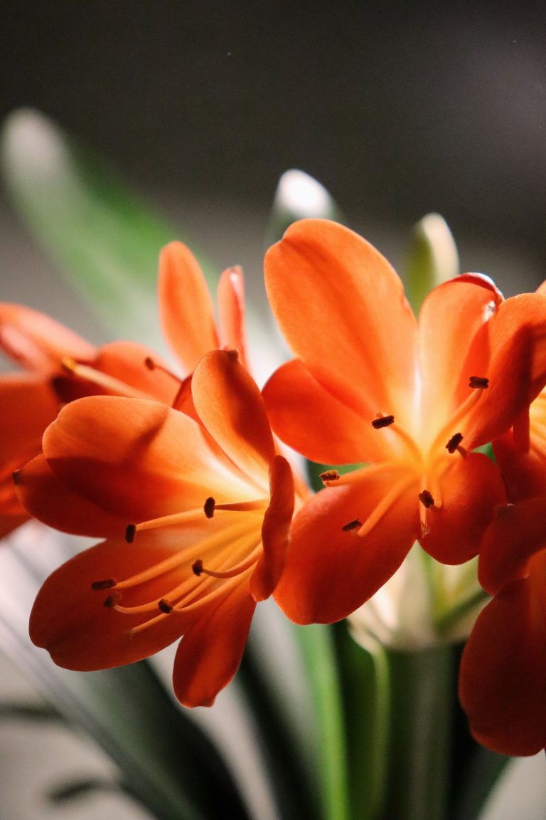 A close-up of vivid Clivia miniata blossoms showcasing delicate petals and rich colors. Gros plan sur des fleurs éclatantes de Clivia miniata mettant en évidence des pétales délicats et des couleurs riches.