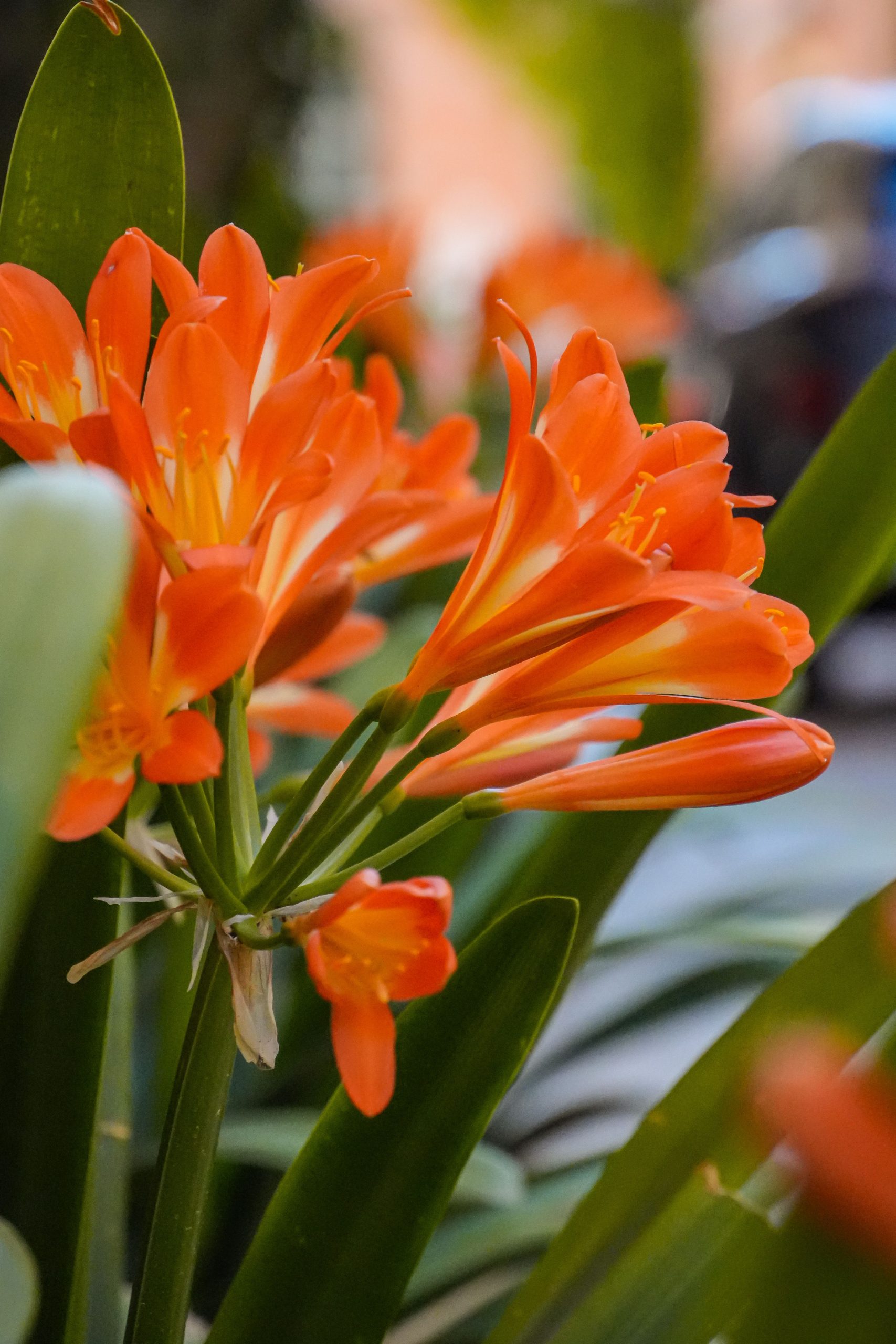 Clivia soin entretien domicile