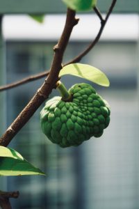 A detailed close-up of a green cherimoya fruit hanging from a tree branch against a blurred background. Un gros plan détaillé d'un fruit de chérimoya vert suspendu à une branche d'arbre sur un fond flou.