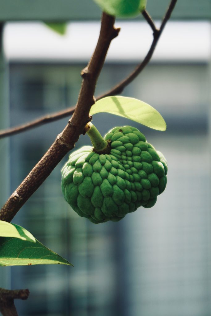 A detailed close-up of a green cherimoya fruit hanging from a tree branch against a blurred background. Un gros plan détaillé d'un fruit de chérimoya vert suspendu à une branche d'arbre sur un fond flou.