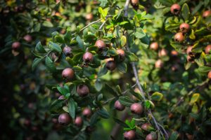Close-up of medlar tree branches with ripe fruit and vibrant green leaves, captured outdoors. Gros plan sur les branches du néflier avec des fruits mûrs et des feuilles d'un vert éclatant, capturé en extérieur.