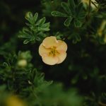 A delicate yellow shrubby cinquefoil flower amidst green leaves in Estonia. Une délicate fleur de potentille arbustive jaune entourée de feuilles vertes en Estonie.