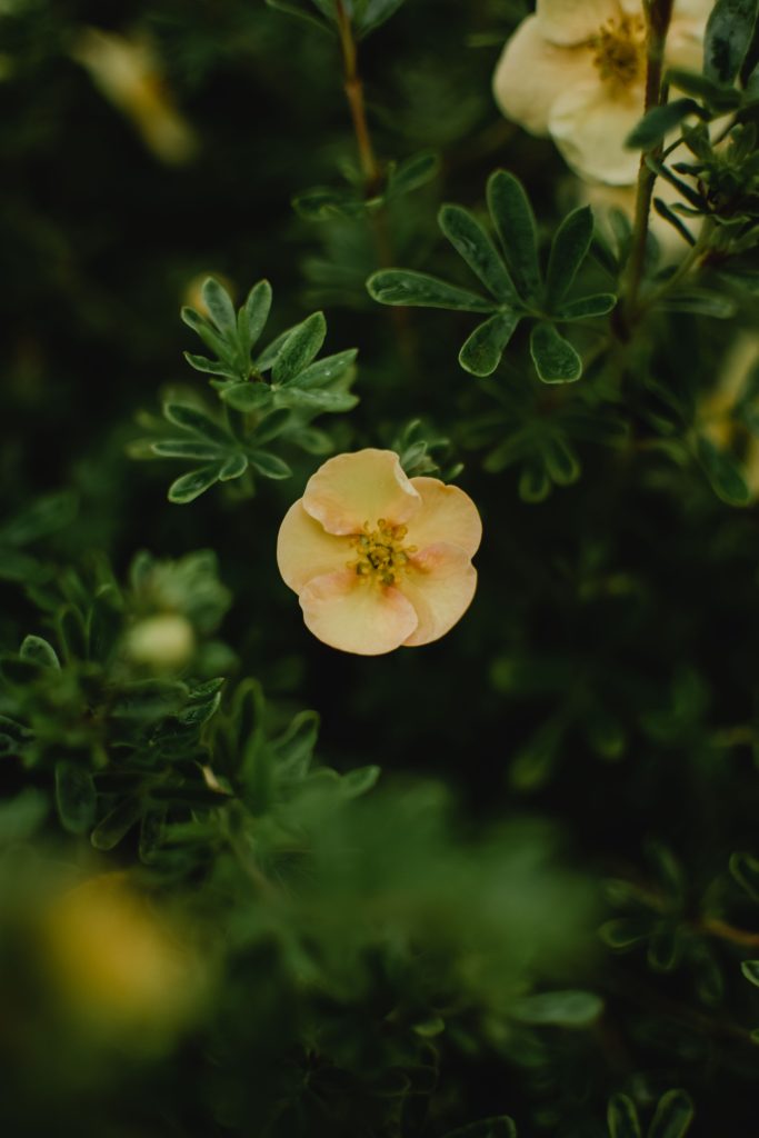 A delicate yellow shrubby cinquefoil flower amidst green leaves in Estonia. Une délicate fleur de potentille arbustive jaune entourée de feuilles vertes en Estonie.
