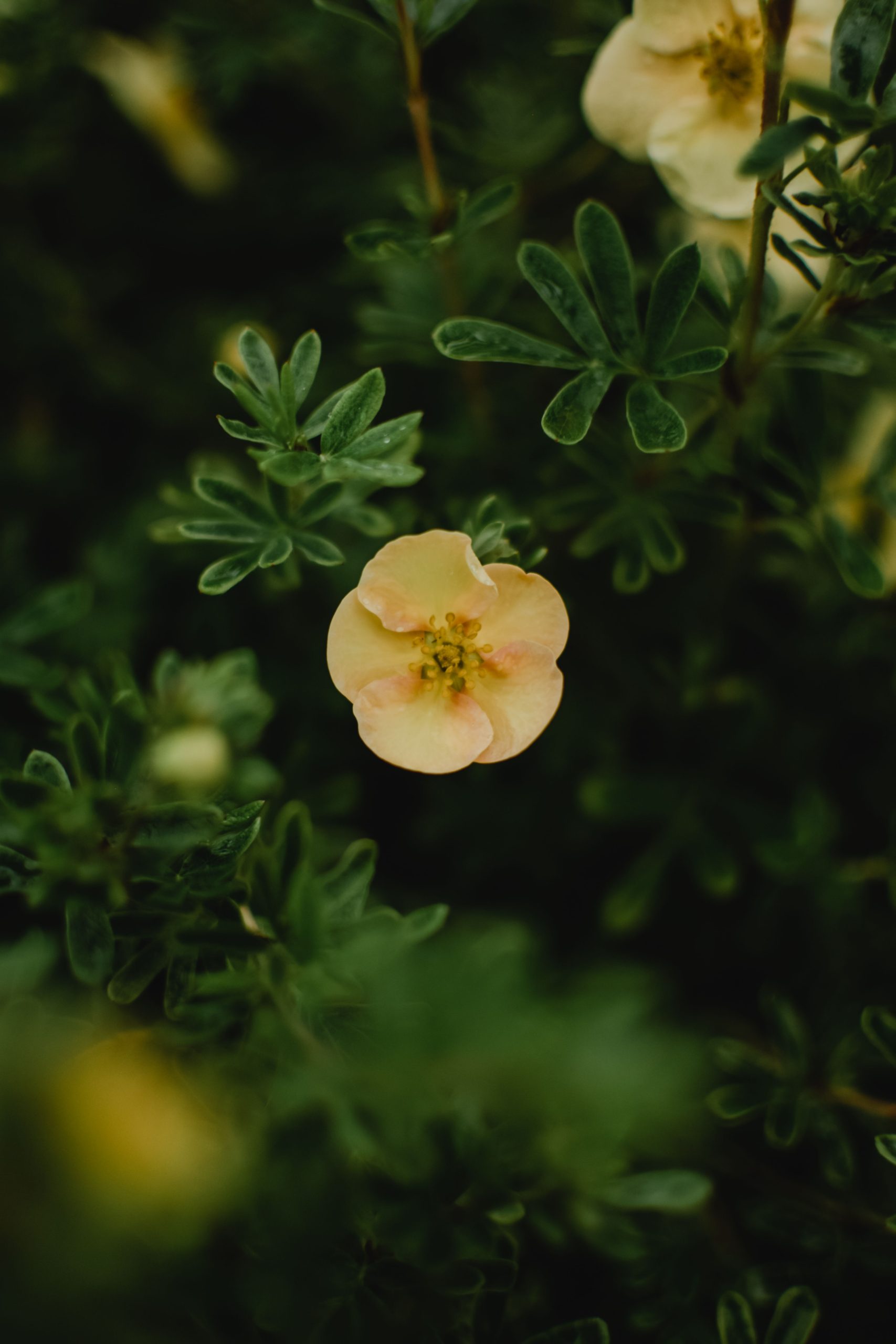 Comment bien tailler la potentille pour plus de fleurs
