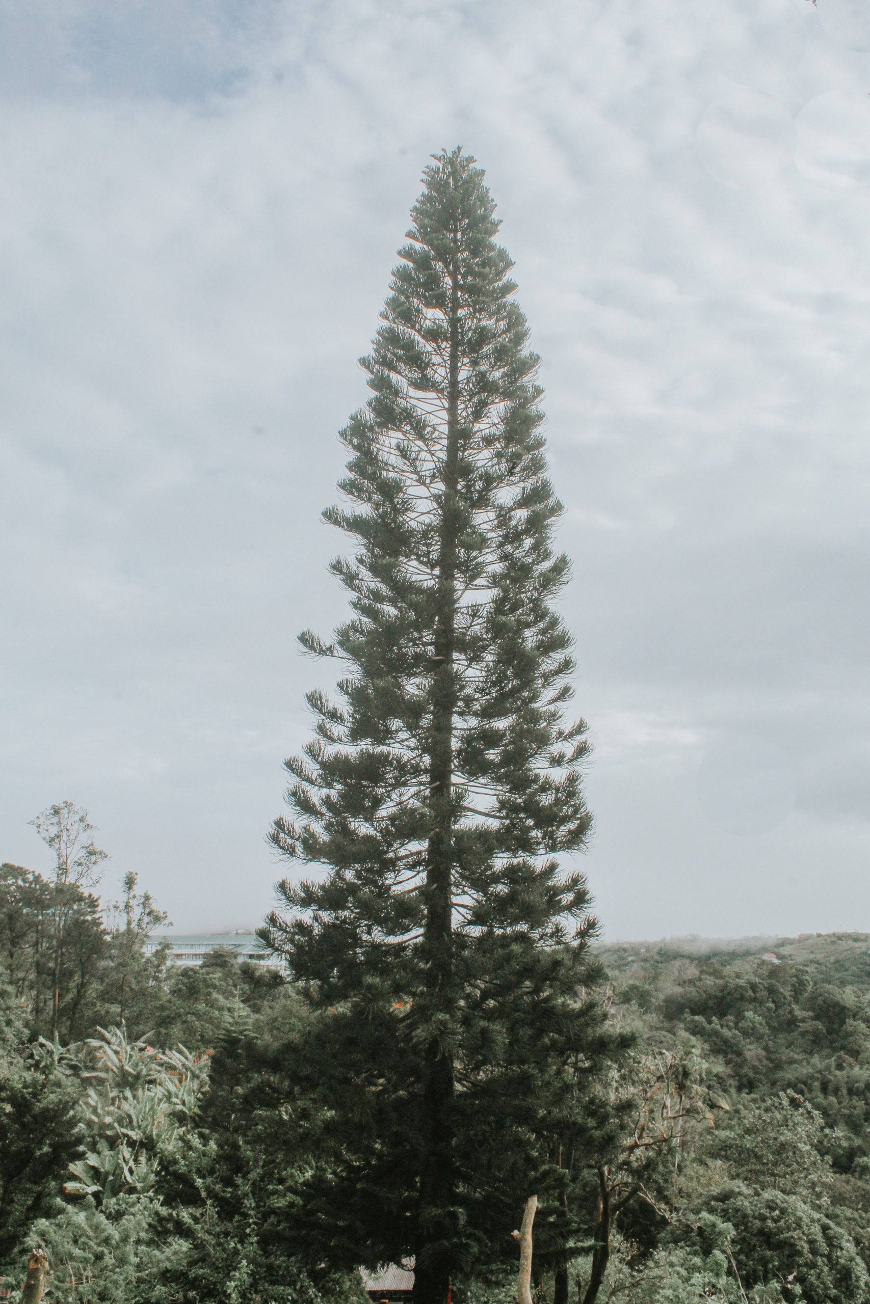Comment cultiver l'araucaria bidwillii
