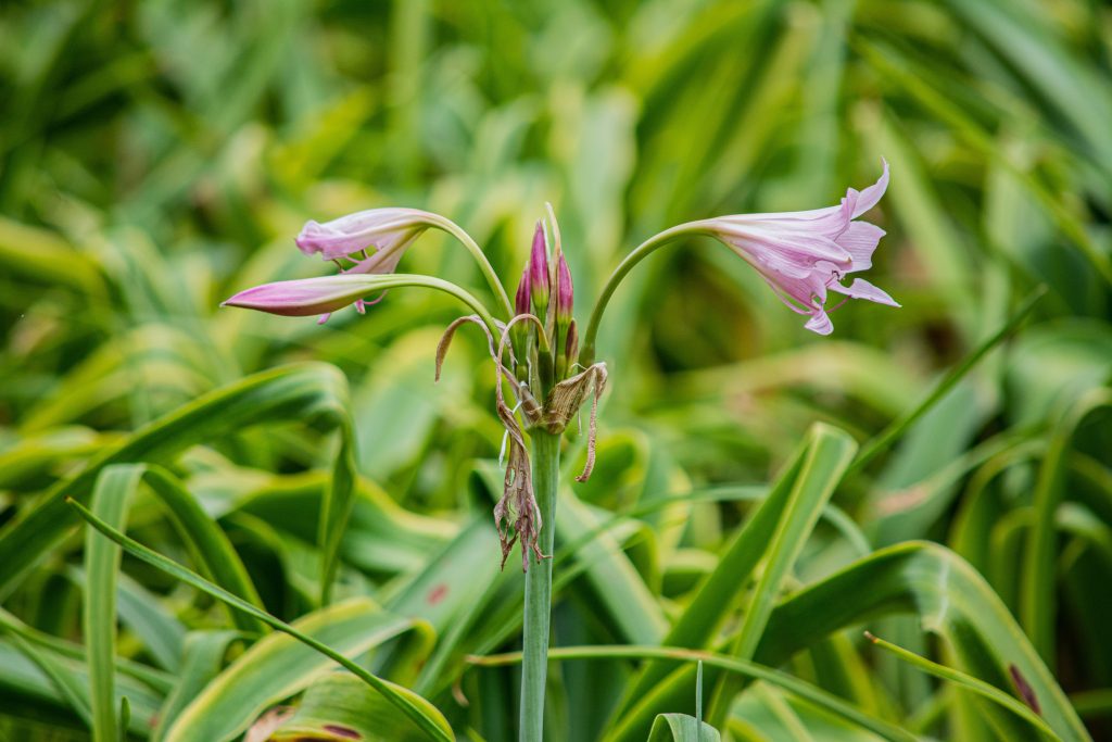Close-up of pink Crinum lily flowers against a lush green background in Minas Gerais, Brazil. Gros plan de fleurs de lis Crinum rose sur un fond vert luxuriant au Minas Gerais, Brésil.