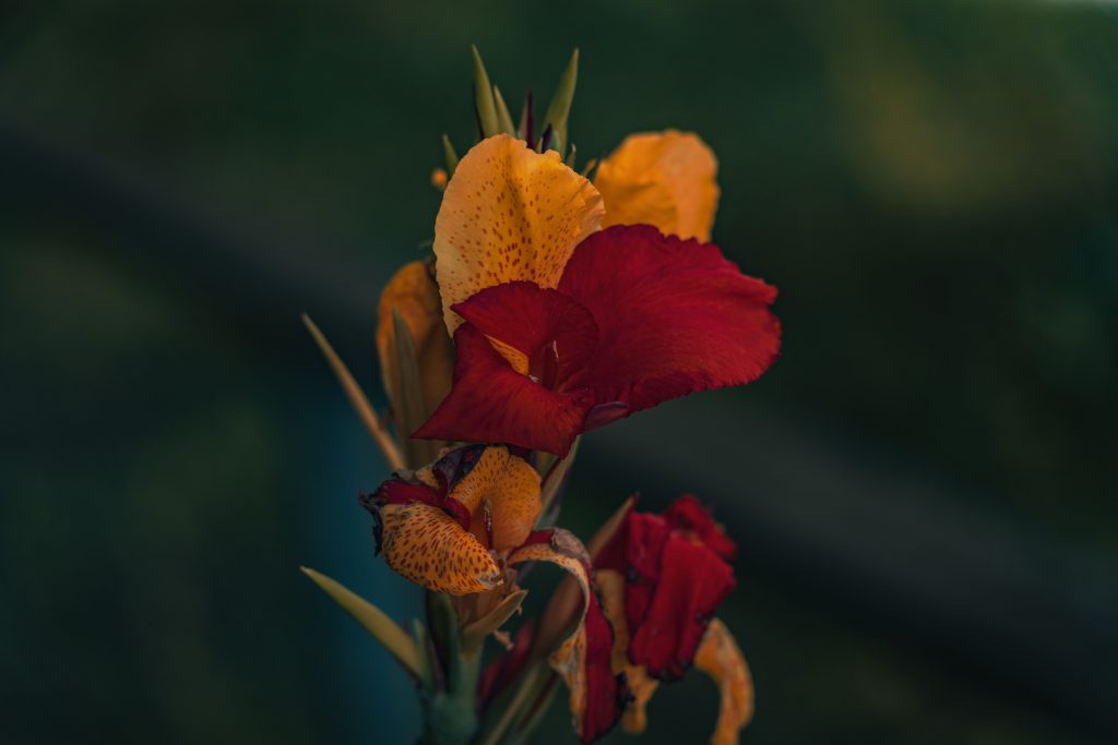 A striking Canna lily with bright red and orange petals in a garden setting. Un superbe lis Canna aux pétales rouge vif et orange dans un jardin.