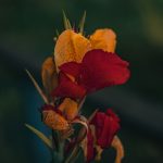 A striking Canna lily with bright red and orange petals in a garden setting. Un superbe lis Canna aux pétales rouge vif et orange dans un jardin.