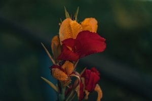 A striking Canna lily with bright red and orange petals in a garden setting. Un superbe lis Canna aux pétales rouge vif et orange dans un jardin.