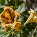 Close-up of a vibrant yellow Solandra flower in Elche's natural setting, showcasing its detailed petals. Gros plan d'une fleur Solandra jaune éclatante dans l'environnement naturel d'Elche, mettant en évidence ses pétales détaillés.