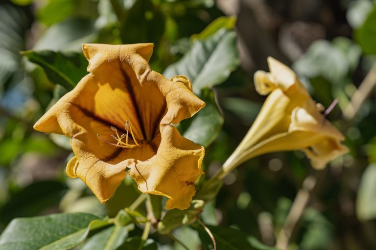 Close-up of a vibrant yellow Solandra flower in Elche's natural setting, showcasing its detailed petals. Gros plan d'une fleur Solandra jaune éclatante dans l'environnement naturel d'Elche, mettant en évidence ses pétales détaillés.