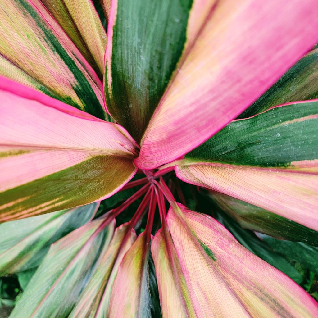Close-up of colorful tropical leaves with pink and green hues for a stunning botanical view. Gros plan de feuilles tropicales colorées avec des teintes rose et vert pour une vue botanique époustouflante.