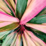 Close-up of colorful tropical leaves with pink and green hues for a stunning botanical view. Gros plan de feuilles tropicales colorées avec des teintes rose et vert pour une vue botanique époustouflante.