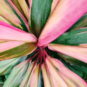 Close-up of colorful tropical leaves with pink and green hues for a stunning botanical view. Gros plan de feuilles tropicales colorées avec des teintes rose et vert pour une vue botanique époustouflante.