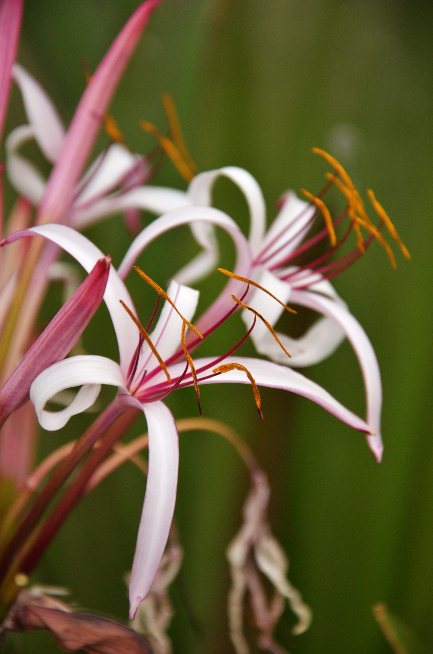 Guide complet de culture du crinum plant