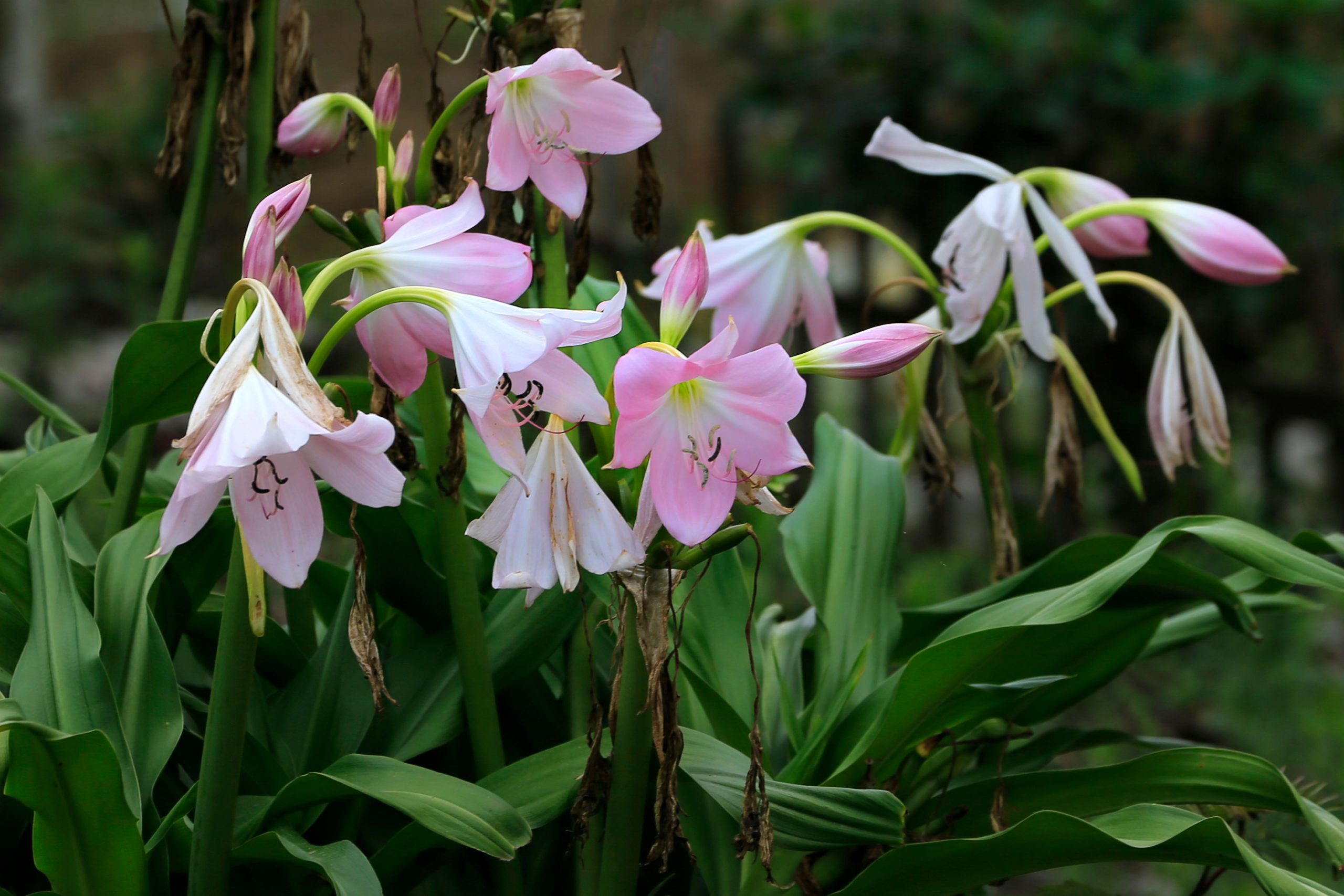 Guide de culture du crinum plant