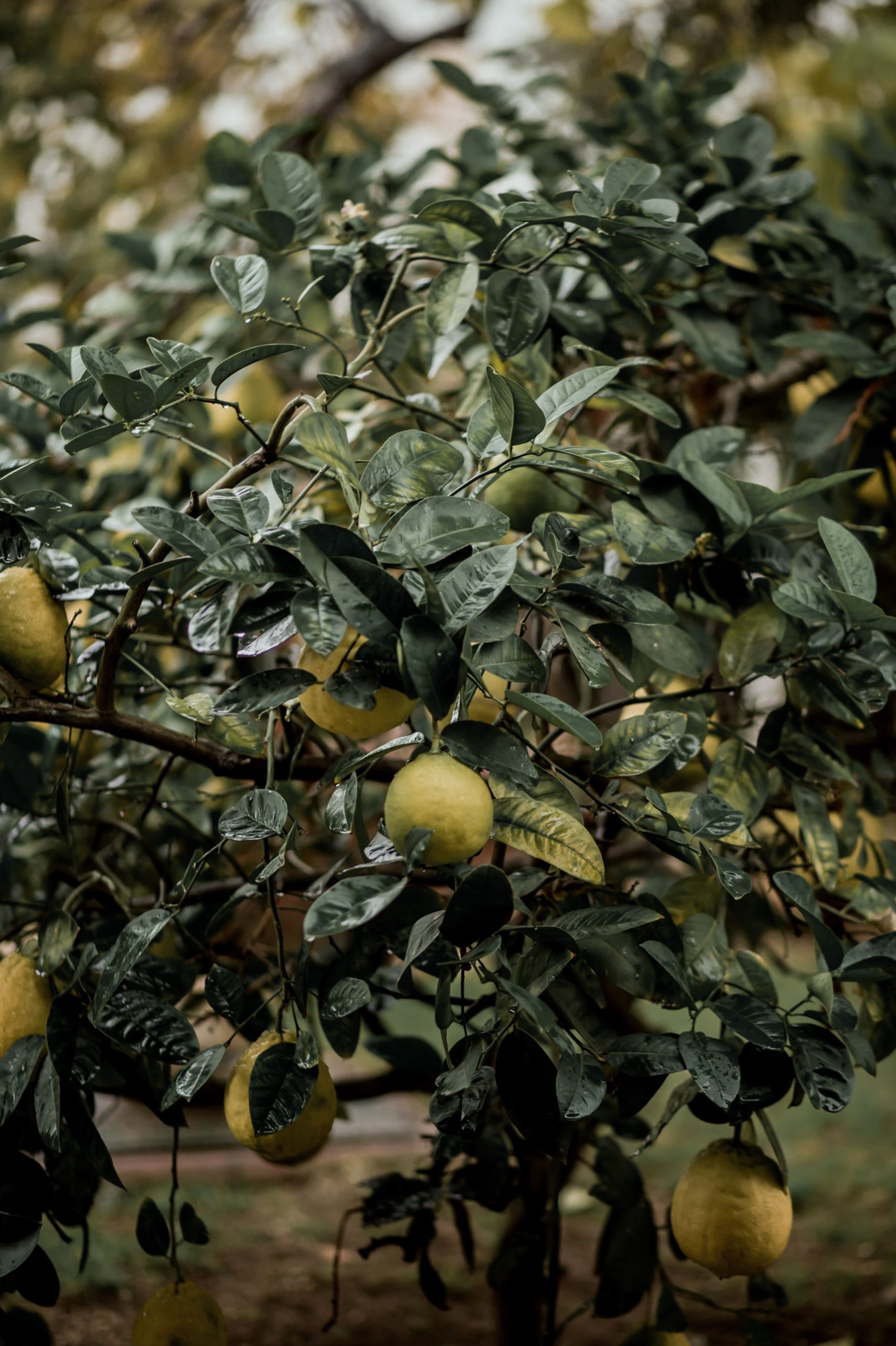 Croissance du citronnier