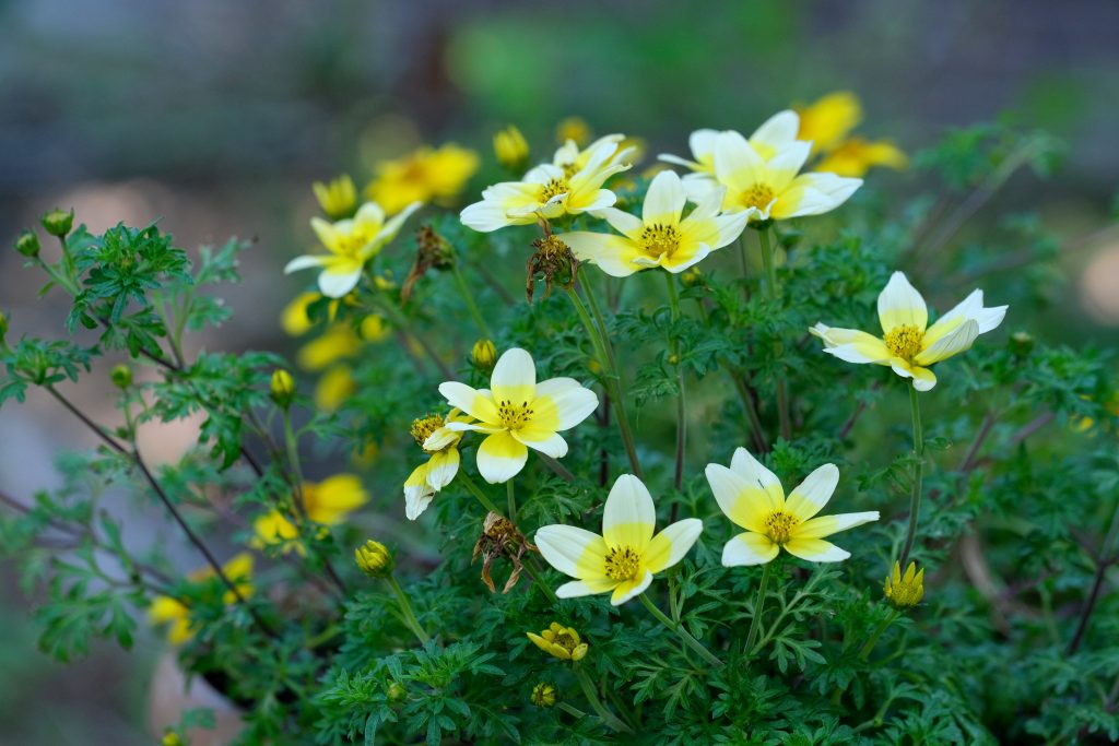 Bright yellow Bidens flowers blooming vividly in a lush green garden setting, capturing a serene summer atmosphere. Des fleurs Bidens jaune vif s'épanouissant vivement dans un cadre de jardin vert luxuriant, capturant une atmosphère estivale sereine.