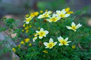 Bright yellow Bidens flowers blooming vividly in a lush green garden setting, capturing a serene summer atmosphere. Des fleurs Bidens jaune vif s'épanouissant vivement dans un cadre de jardin vert luxuriant, capturant une atmosphère estivale sereine.