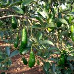 Close-up of a lush avocado tree with vibrant green unripe fruits hanging from branches. Gros plan d'un luxuriant avocatier avec des fruits verts éclatants et non mûrs pendus aux branches.