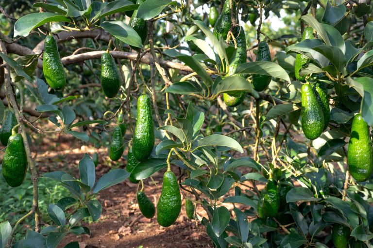 Close-up of a lush avocado tree with vibrant green unripe fruits hanging from branches. Gros plan d'un luxuriant avocatier avec des fruits verts éclatants et non mûrs pendus aux branches.