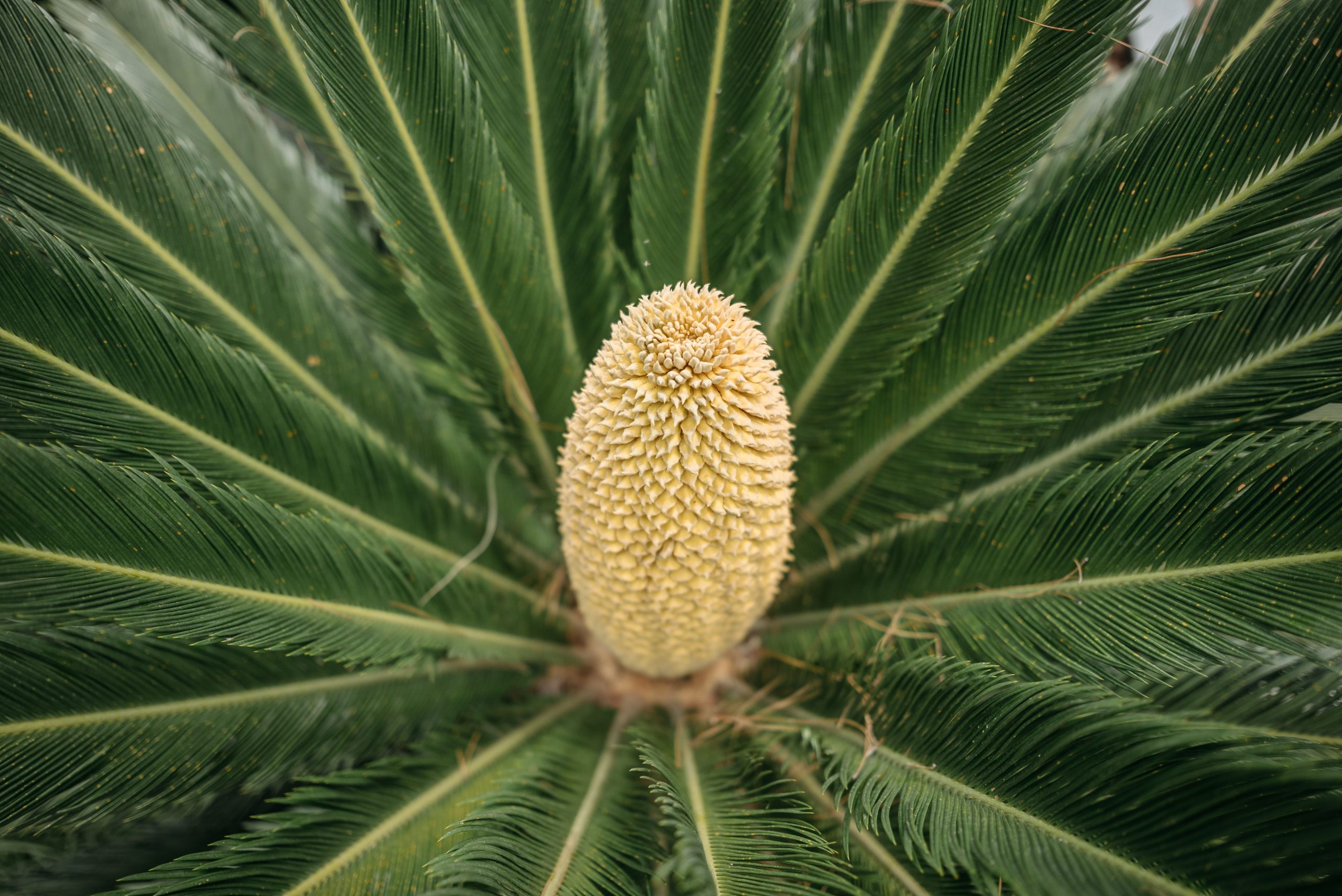 Âge et reproduction du cycas mâle