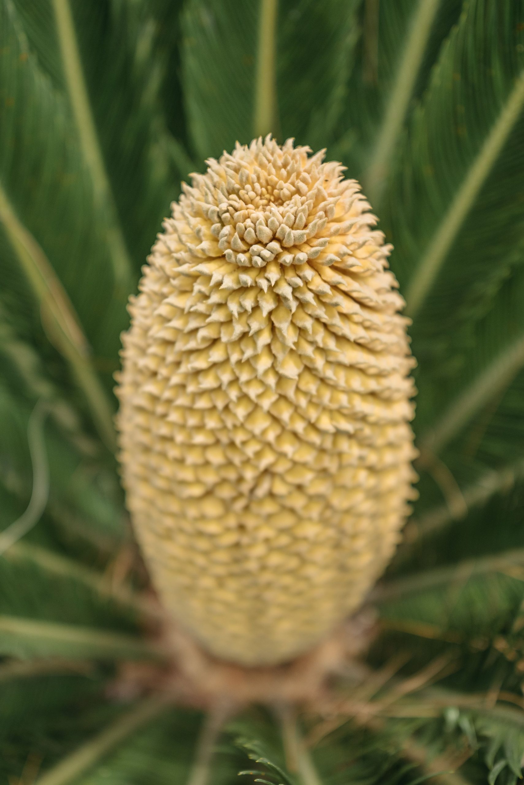 Durée de maturation du cycas mâle