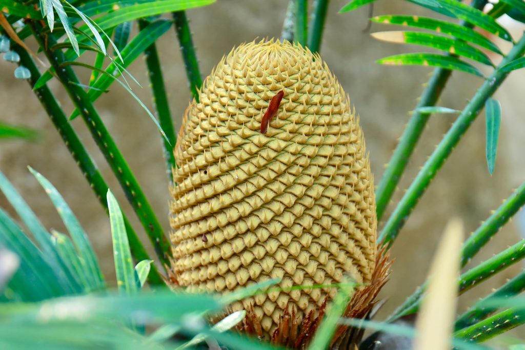 Gros plan détaillé d'un cône de cycas vivide entouré d'un feuillage vert luxuriant en extérieur.
