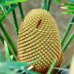 Gros plan détaillé d'un cône de cycas vivide entouré d'un feuillage vert luxuriant en extérieur.