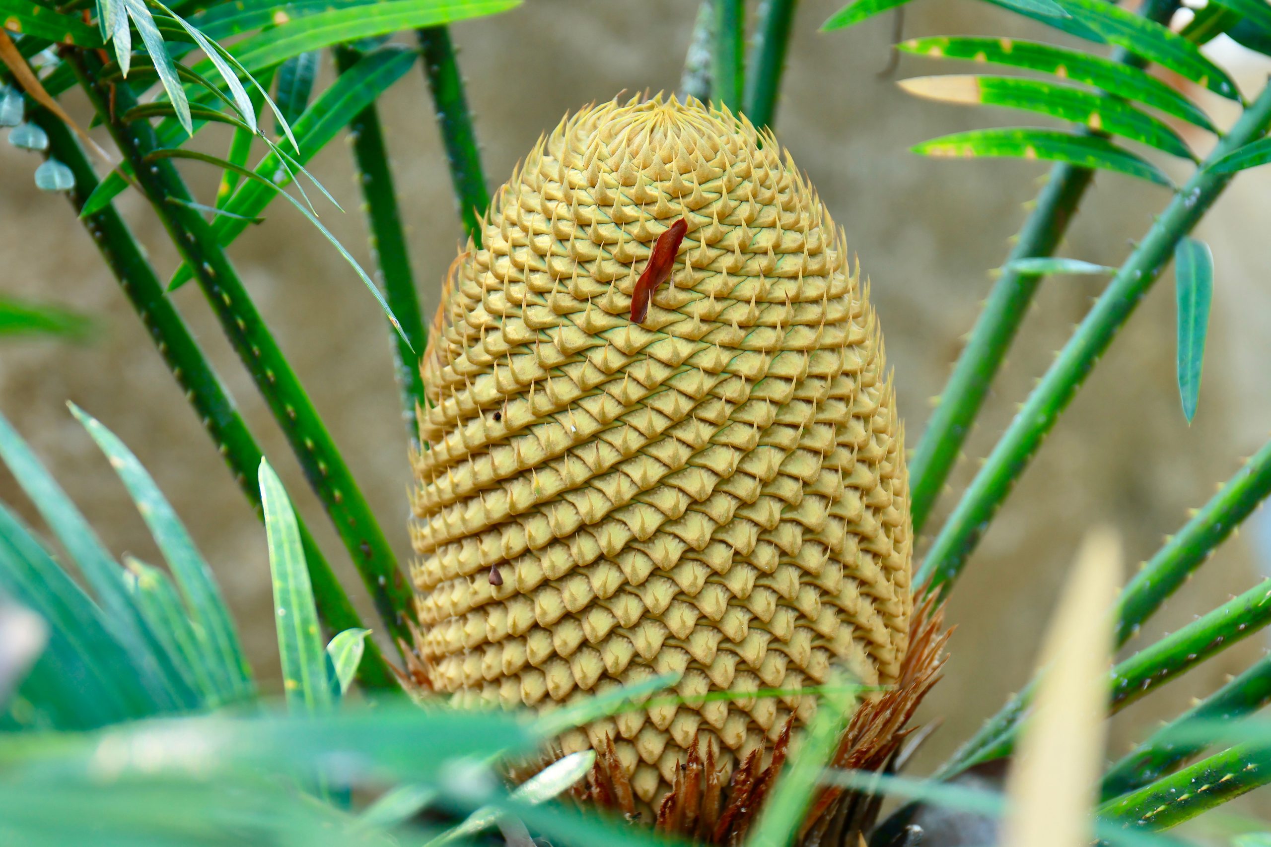 Cycas mâle en reproduction