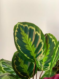A close-up of vibrant Calathea roseopicta leaves showcasing detailed patterns and lush green hues. Gros plan sur des feuilles vibrantes de Calathea roseopicta mettant en évidence des motifs détaillés et des teintes vert luxuriant.