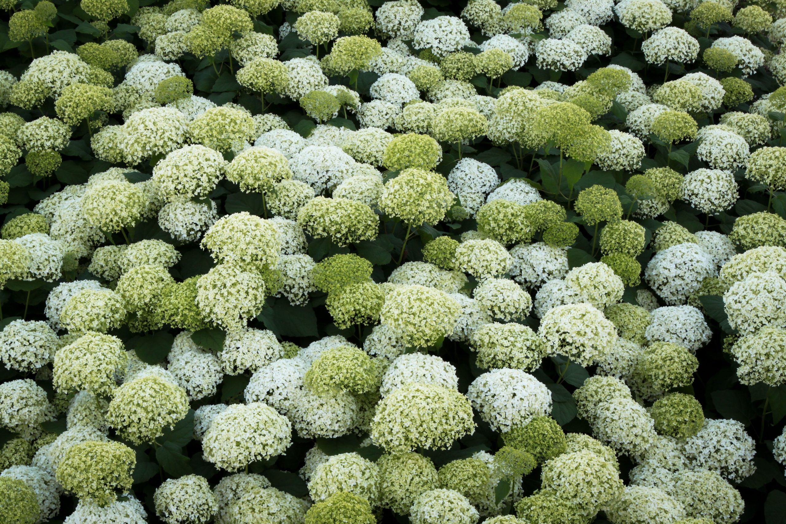 Guide exposition hortensia Annabelle