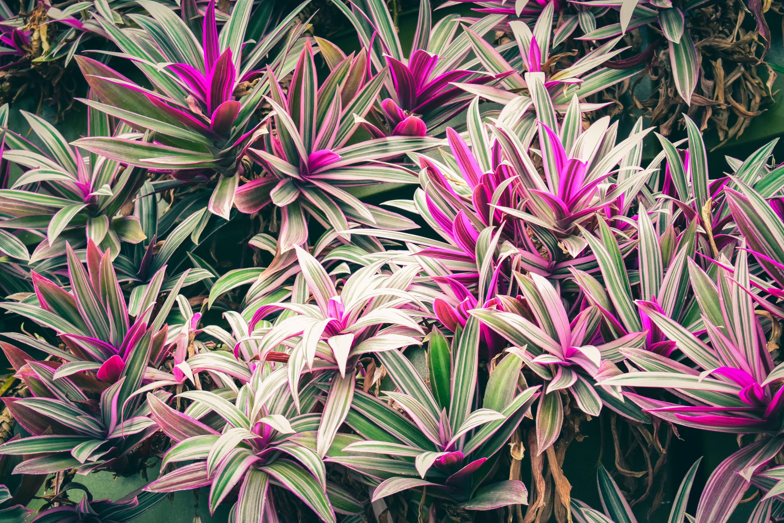 Guide de taille et rajeunissement de la cordyline