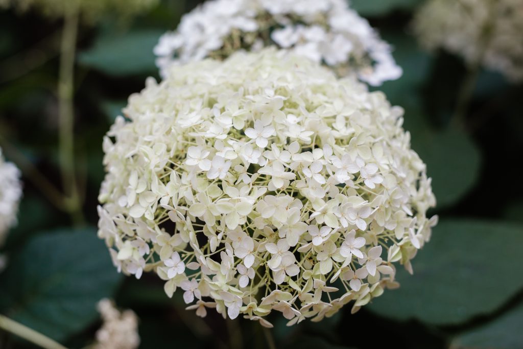 Délicates fleurs d'hortensia blanc en pleine floraison, photographiées en gros plan dans un jardin extérieur.