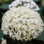 Délicates fleurs d'hortensia blanc en pleine floraison, photographiées en gros plan dans un jardin extérieur.