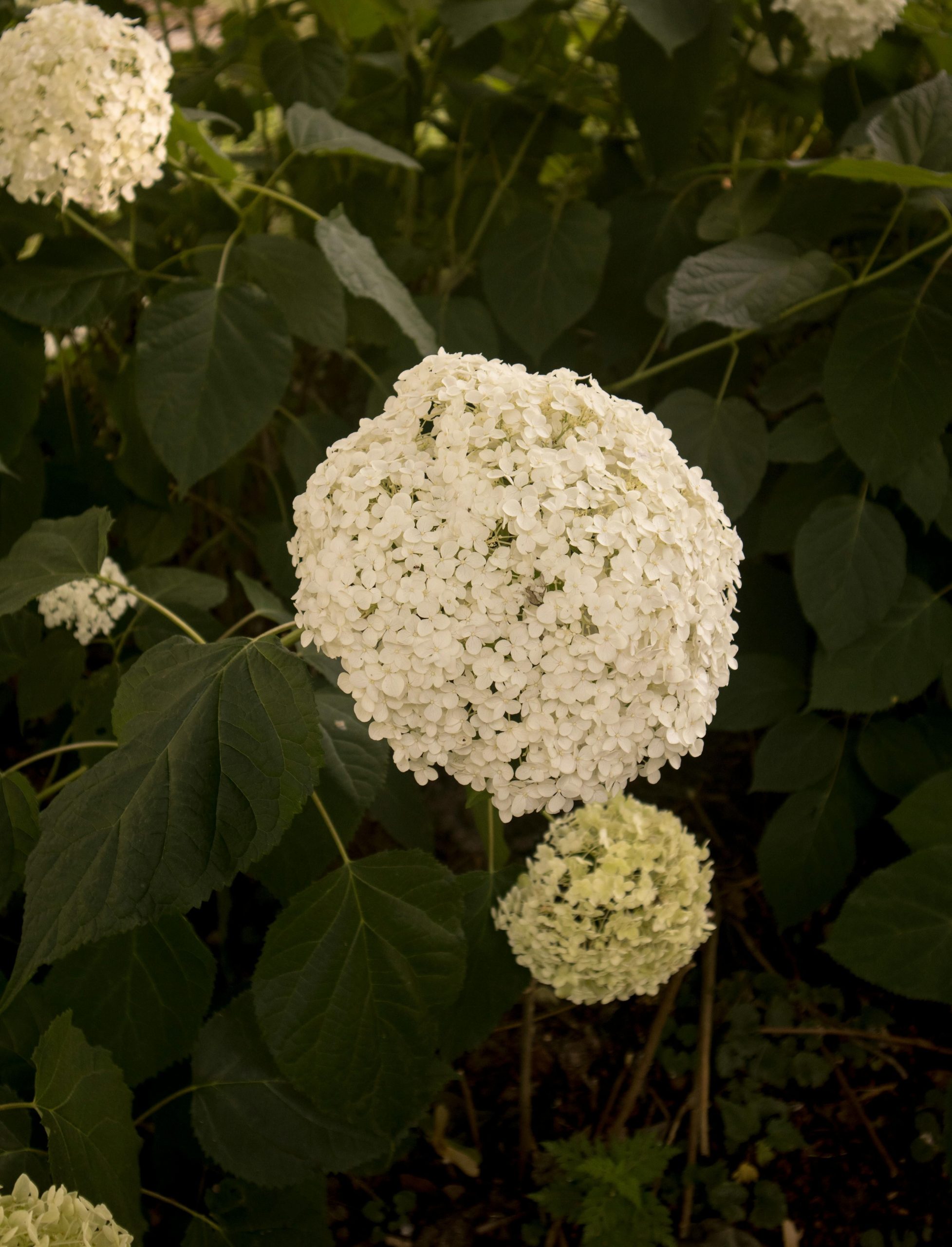 Hortensia Annabelle exposition optimale