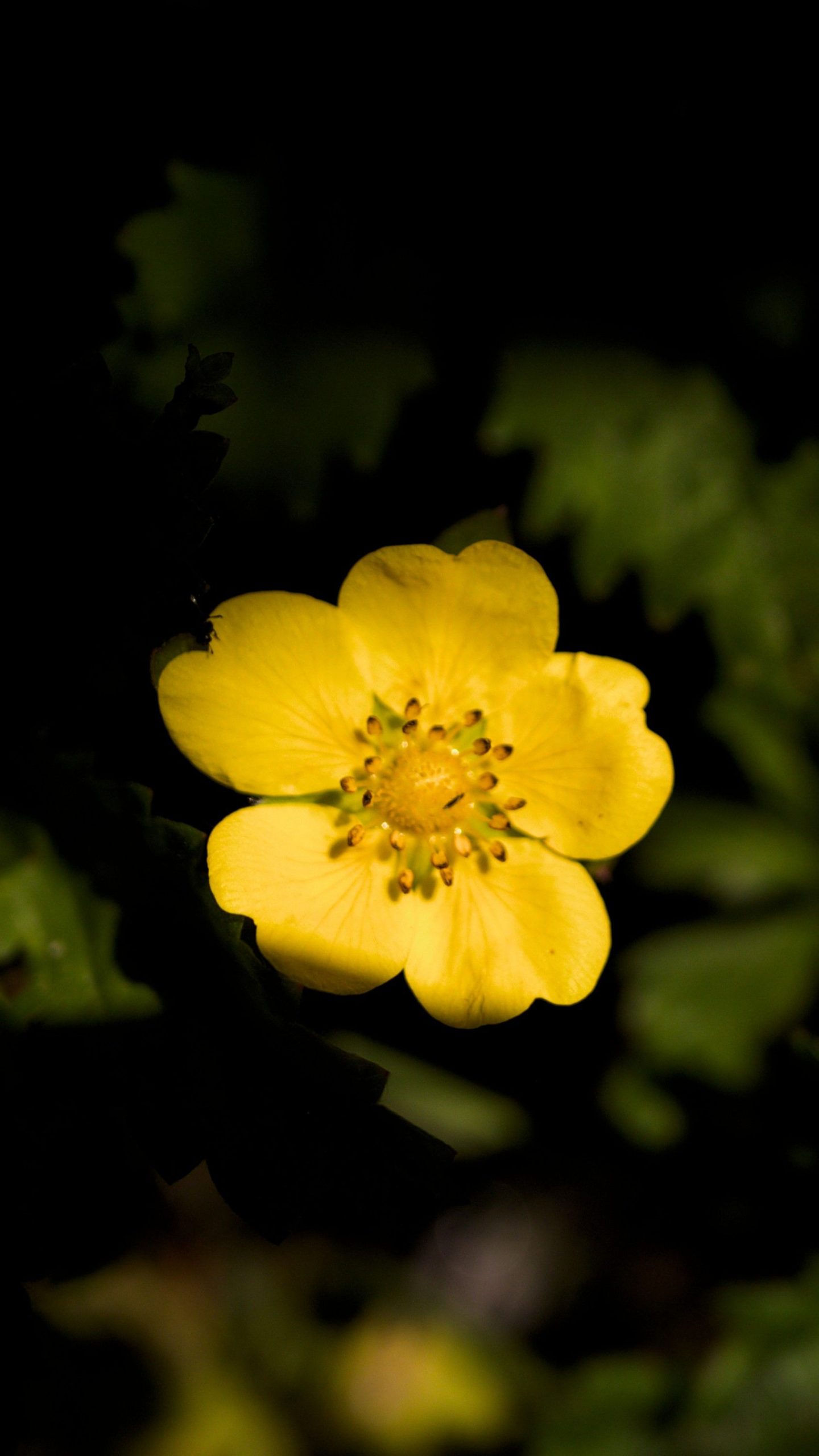 Potentille taillée avec fleurs abondantes