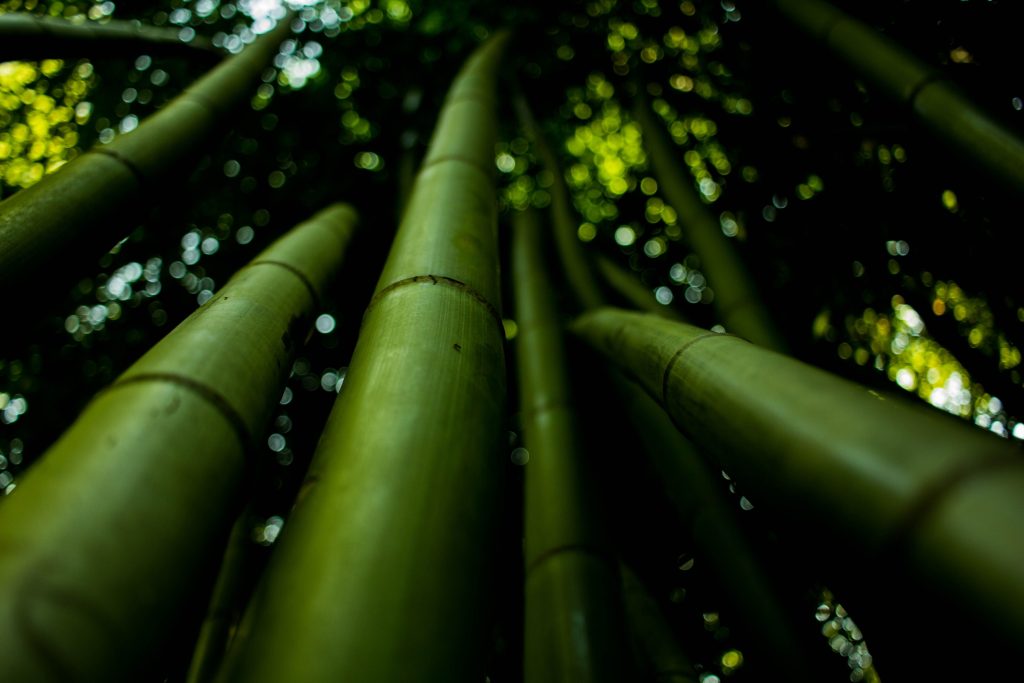 Low angle shot highlighting lush green bamboo stalks in natural focus. Un gros plan en contre-plongée mettant en évidence des tiges de bambou vert luxuriant en mise au point naturelle.