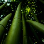 Low angle shot highlighting lush green bamboo stalks in natural focus. Un gros plan en contre-plongée mettant en évidence des tiges de bambou vert luxuriant en mise au point naturelle.